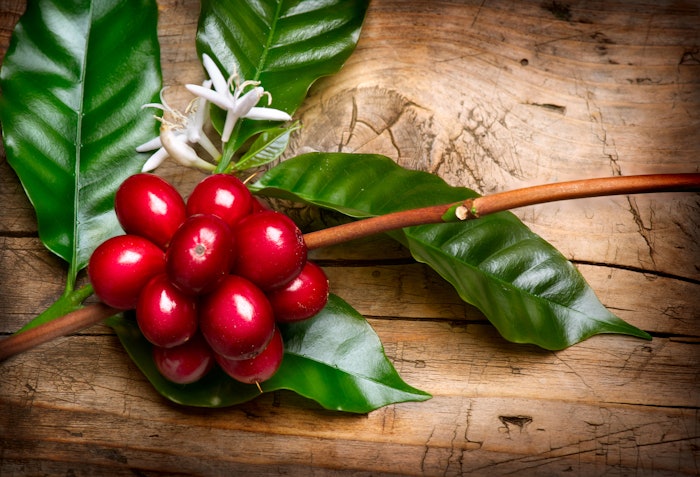 Pictured: Coffee berry on branch