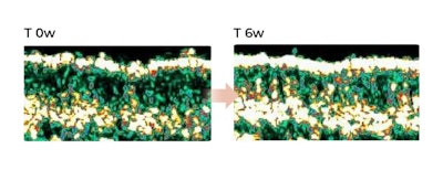 The 6-week treatment shows a consistent restoring of the dermal collagen (detectable through the white bands) and extracellular matrix components.