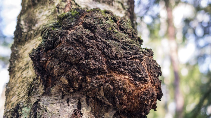 Because chaga mushrooms grow in a subarctic climate, they have developed strong adaptogenic properties for survival that translate into powerful anti-aging benefits, according to Integrity Ingredients Corp.