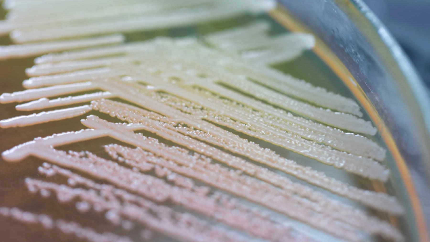 Sumitomo, Ginkgo Bioworks to Ferment Animal-derived Ingredient Alternatives - Vimarsana News