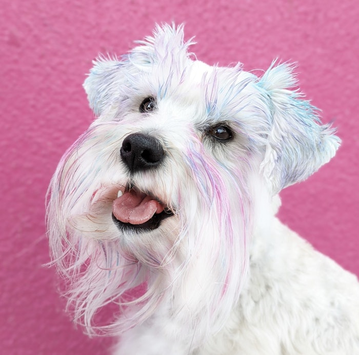 The Rowan Color Kit consists of three bright colors: Heavy Petting Pink, Tailwag Teal and Pawsitively Purple.
