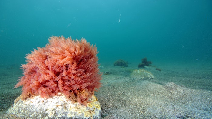 BASF Venture Capital and Aqua-Spark have invested in Sea6 Energy. The company specializes in commercial red seaweed farming to be utilized in cosmetic products. The company hopes to expand their products on a larger scale in a sustainable way.