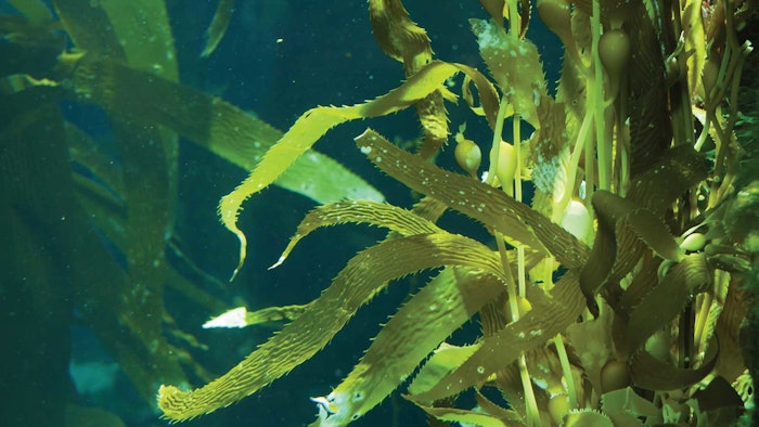 'Macrocystis pyrifera has natural regenerative qualities along with anti-irritancy benefits.'
