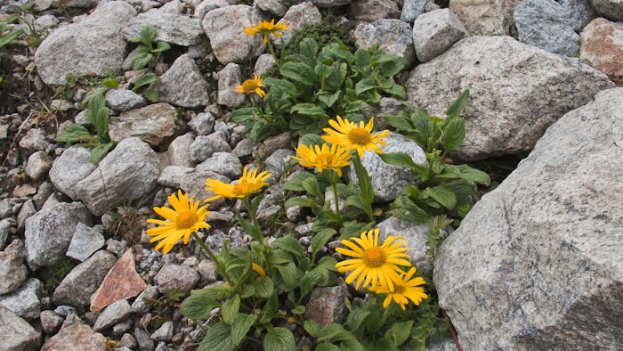 One company interestingly touts the benefits of arnica 'for its anti-inflammatory, antibacterial and calming effects, post-tattooing.'