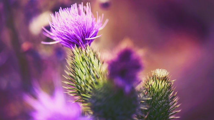 Givaudan Active Beauty has launched Siliphos, a plant-based bakuchiol alternative. Siliphos was tested in a clinical study and was shown to reduce crow's feet wrinkles by x2 and facial wrinkles by x2.3.