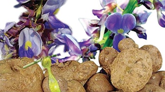 Bio Botanica