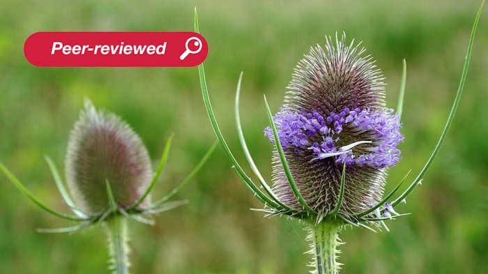 Studies have demonstrated that wild teasel could be a natural source of bioactive compounds, particularly phenolics and iridoids, and have confirmed its high potential for the cosmetic industry. For example, teasel features strong antioxidant activity, especially in leaf extracts