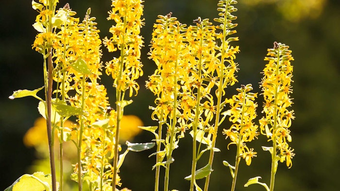 Ligularia fischeri is a perennial herb isolated from plants of the Asteraceae family; it is found throughout Korea, Japan, eastern Siberia and China.