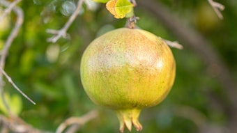 Silab Acnesium Punica Granatum