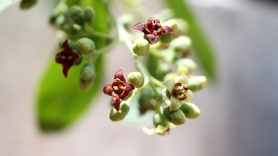 The About Time We Met skin care range utilizes Indian sandalwood as the active ingredient. Sandalwood is is derived from a small tropical tree and is the original source for sandalwood oil.