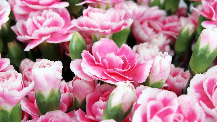D. Caryophyllus, extracted from the carnation, has been tested and shown to promote softness in skin by promoting the production of type III collagen in fibroblasts.
