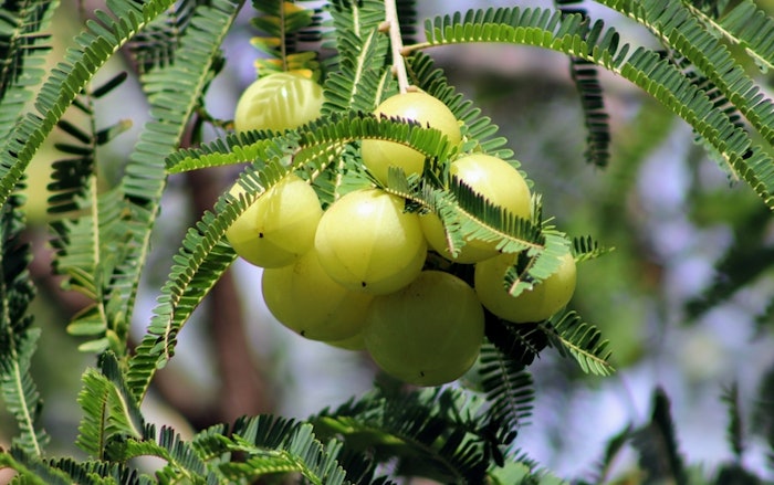 Kerascalp contains Phyllanthus Emblica, the green Indian gooseberry. It has a history of being utilized in Ayurveda medicine and offers hair follicle strengthening and pigmentation.