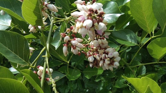 Assure+ boosts SPF and UVA-PF values when used in mineral only and hybrid sunscreen formulations. The high purity extract increases these properties by 20-40%.