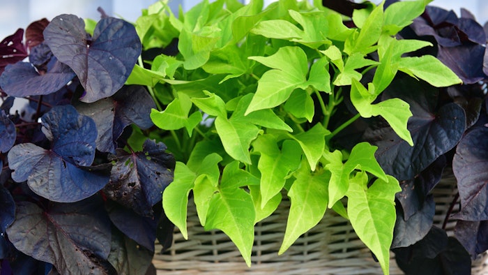 Rootness Awake is extracted from the roots of L. batatas (sweet potato) through plant milking technology. It targets several mechanisms responsible for under-eye circles and eye bags.