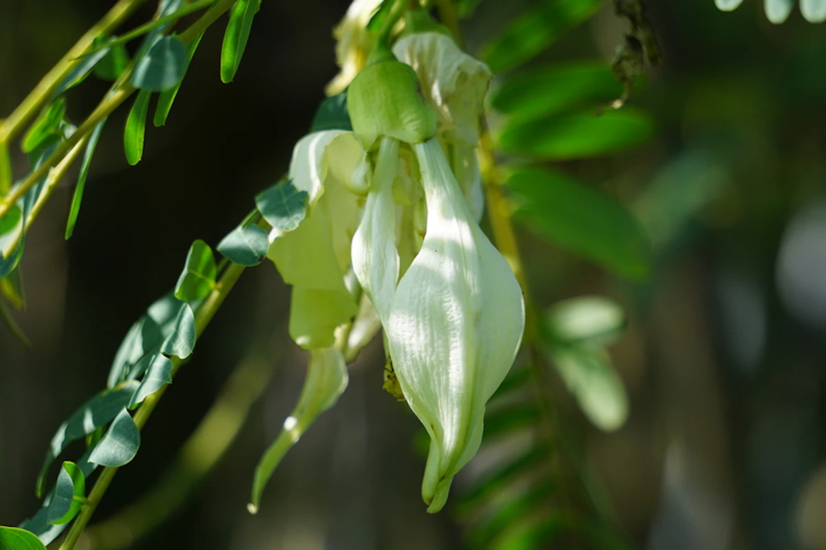Zenherb Lab's SesZenBio Plant-based Biotin Supplement Boosts Hair Care - Vimarsana News