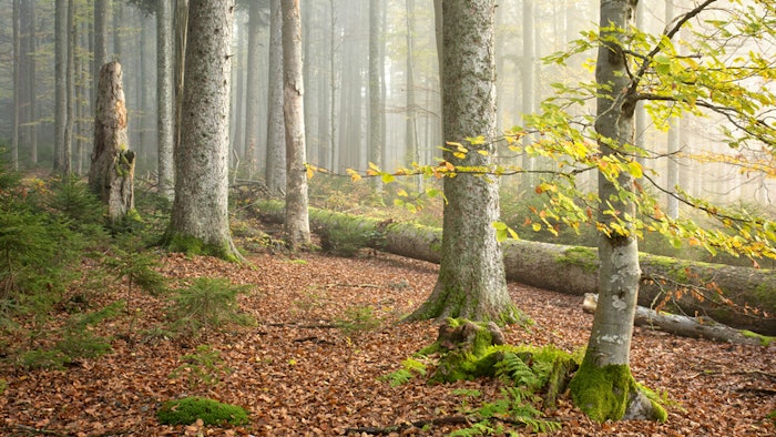 The common beech is sourced from central Europe and is less than 40km from Crodarom.