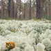 Active Micro Technologies is the sister company of Active Concepts. Its latest ingredient, PhytoCide Lichen, provides protection for cosmetic applications with compliancy in anionic systems.