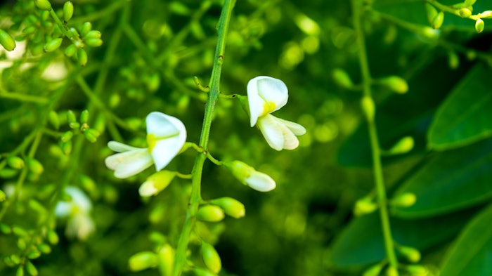 Supply Side West saw Indena feature Quercefit, an ingredient that can be utilized for modulating biological markers and supporting healthy aging.