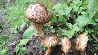 Campo Songyi Mushroom