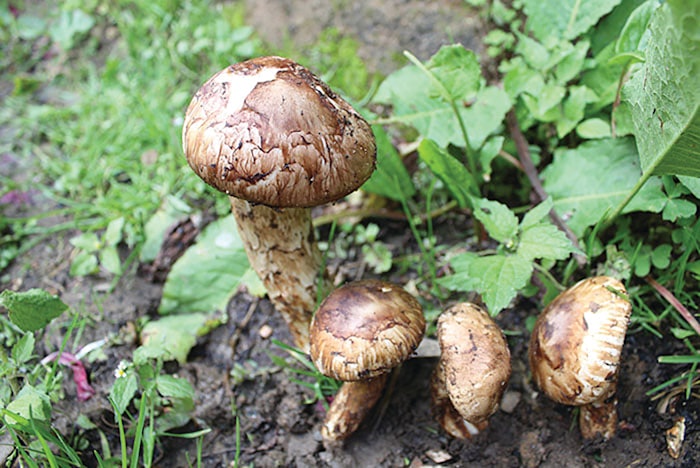 Campo Songyi Mushroom