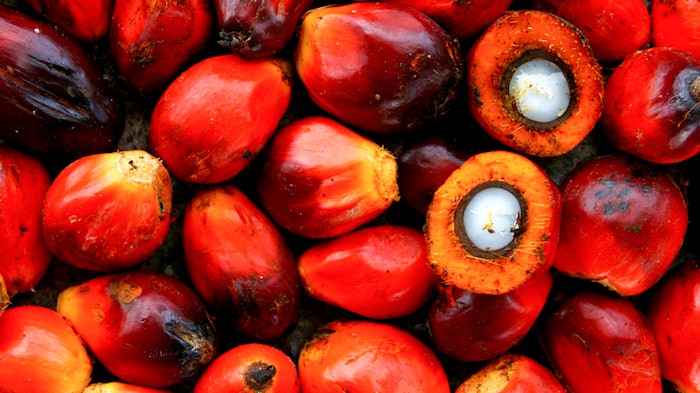 Despite the attention of many stakeholders, issues linked to the production of palm oil have been ongoing since C16 Biosciences started its search for a sustainable alternative in 2018.