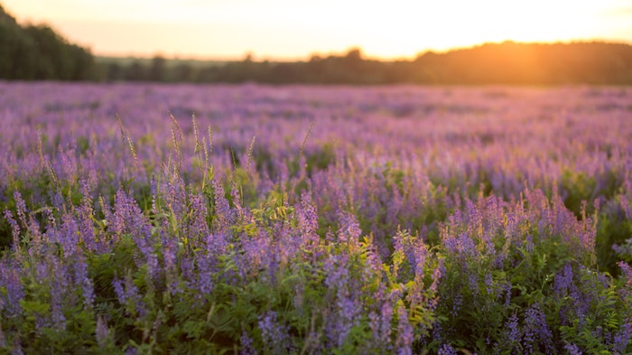 The company aims to have 100% of its business-critical natural materials to be fully optimized under UEBT guidelines by 2025.