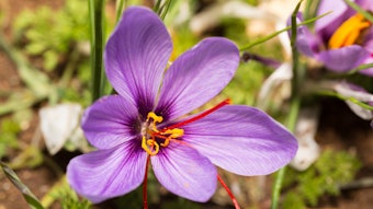 (Pictured crocus sativus flower) The ingredient is an alternative to chlorhexidine and treats gingival inflammation and plaque build-up. It offers a solution to gums prone to gingivitis and is microbiome-friendly, gum-friendly and can be used daily.