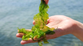 Significant increases in skin barrier lipids and skin-repairing lipids were observed in skin models treated with the company's Macrocystis pyrifera ferment.