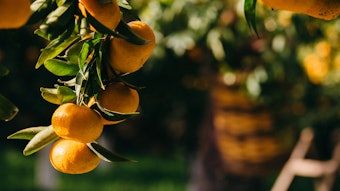 Mibellemandarins Jkh Mp10064