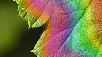 Siddha Medico Botanical