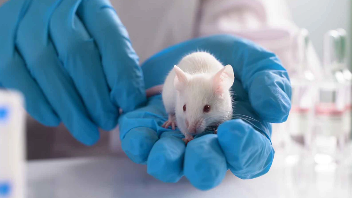 Reduction Animal Testing Animal Testing Cosmetics Rats