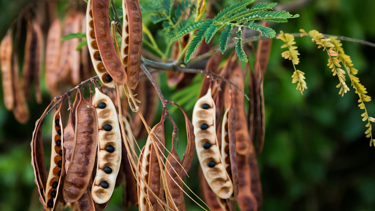 AQUALICIA® BIO: A Sustainable and Biomimetic Active for Deep Moisturization - Vimarsana News