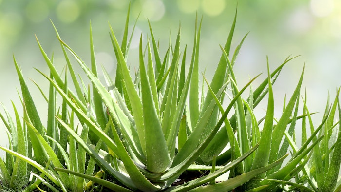 The company's Aloe Surface Treatment, a natural, hydrophobic ingredient offering high pigment load and spreadability recently won the 2023 Best Sensory Enhancing Ingredient at the PCHi foundation awards.