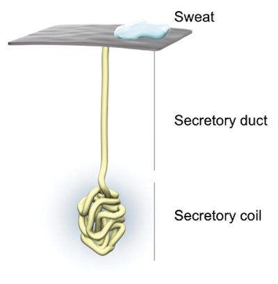 Figure 1. Sweat gland structure
