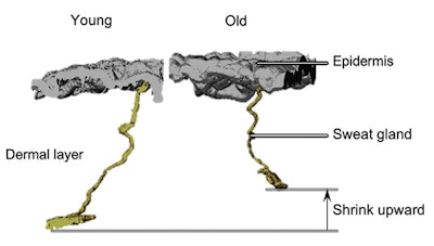 Figure 4. Sweat gland location in young versus old skin