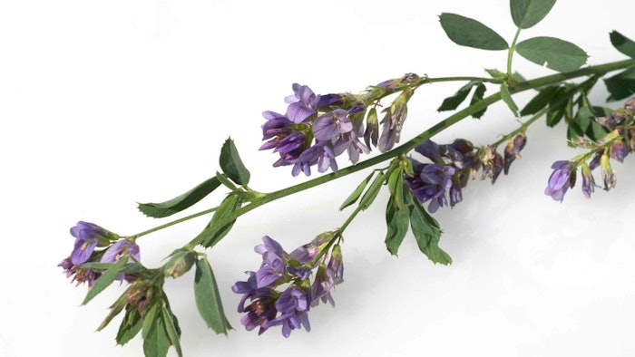 Oligosaccharides obtained by enzymatic hydrolysis of Medicago sativa support the synthesis of major components of the skin and limit extracellular matrix degradation by decreasing the metalloproteinase-1 activity.