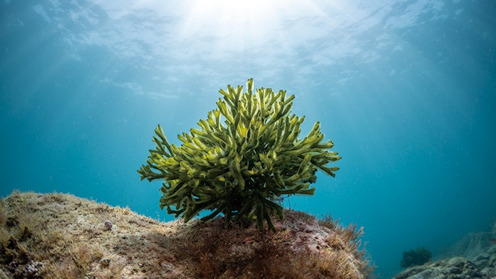 The ingredient prevents the occurrence of halitosis and pigmentation on the surface of the teeth by inhibiting the adhesion of bacteria. It is derived from marine algae, is halal certified, reduces cavity risk and prevents bad breath and tooth stains.