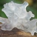 Introducing Phytocare, a snow mushroom extract that is specifically designed to cater to your skin's active lifestyle.