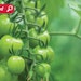 α-Tomatine is an antinutritional alkaloid that was extracted using a novel eco-friendly method from discarded unripe tomatoes.