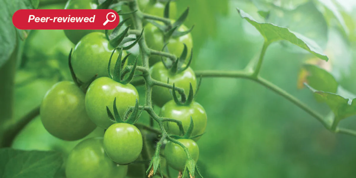 Eco-extracted α-Tomatine as an Antioxidant for Natural Soap - Vimarsana News