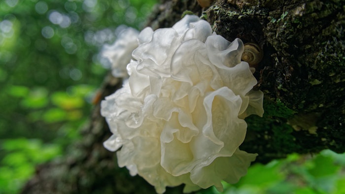 The silver ear mushroom (pictured) has been cherished in Asian cultures for centuries due to its hydrating and rejuvenating properties.