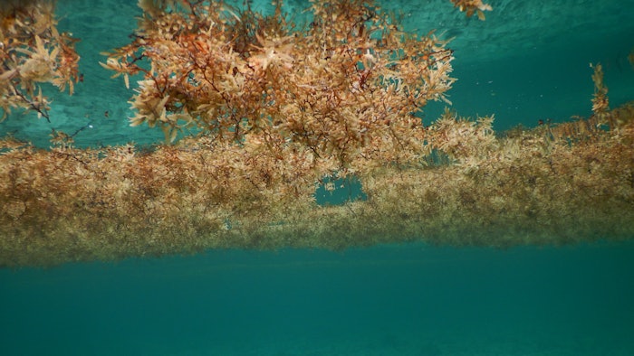 The investment will support Carbonwave’s model for upcycling the over-supply of sargassum seaweed into biomaterials while simultaneously restoring ocean health and sequestering greenhouse gases.