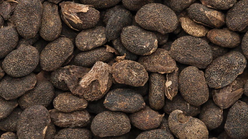 Inside Ingredients: Bakuchiol - Vimarsana News