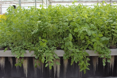 Clariant’s Rootness Mood+ ingredient (INCI: Propanediol (and) Sanguisorba Officinalis Root Extract) reproduces the natural benefits of light to revitalize the skin and enhance the mood. Sourced from Sanguisorba officinalis, a plant used in traditional Chinese medicine, it is derived through Clariant's environmentally friendly plant-milking technology.