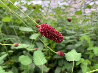 Clariant’s Rootness Mood+ ingredient (INCI: Propanediol (and) Sanguisorba Officinalis Root Extract) reproduces the natural benefits of light to revitalize the skin and enhance the mood. Sourced from Sanguisorba officinalis, a plant used in traditional Chinese medicine, it is derived through Clariant's environmentally friendly plant-milking technology.