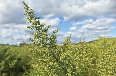 Artemisia Capillaris