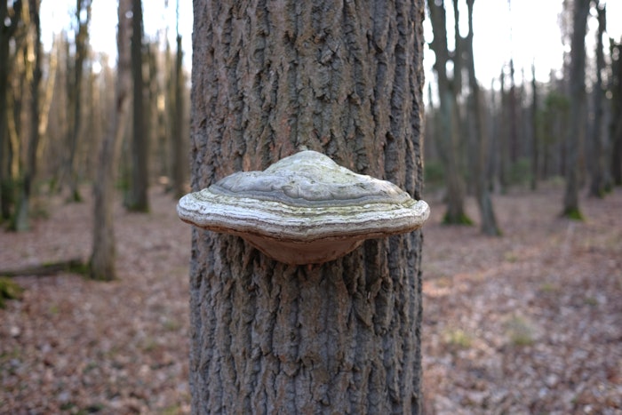 BASF Personal Care's pore-tightening Laricyl ingredient technology is now produced via solid-state fermentation of Fomes officinalis mushroom, rather than by wild harvesting fungi.