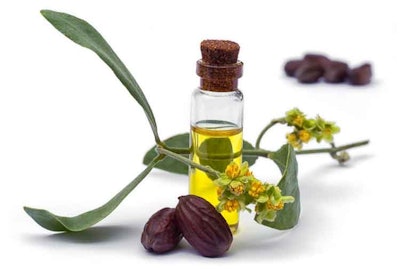 Simmondsia chinensis (jojoba) plant sprig, seed and natural golden oil
