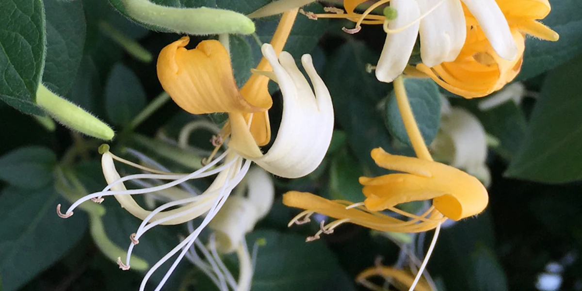 hanging heart leaf philodendron Heart Leaf Philodendron