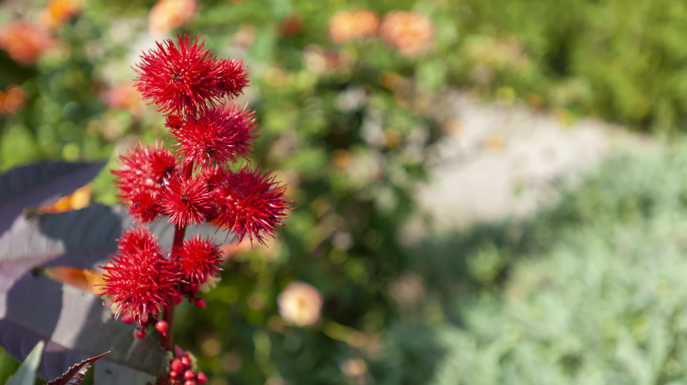 Inolex Joins the Sustainable Castor Association, Endorses Best ...